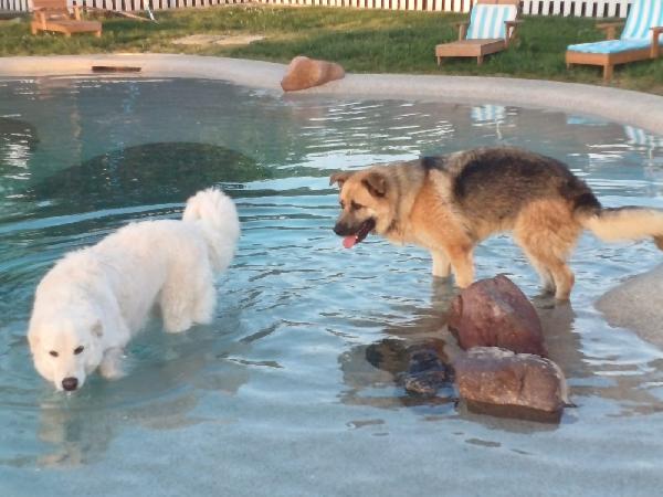 BUBU adozione del cuore per un cane giocoso Foto 4